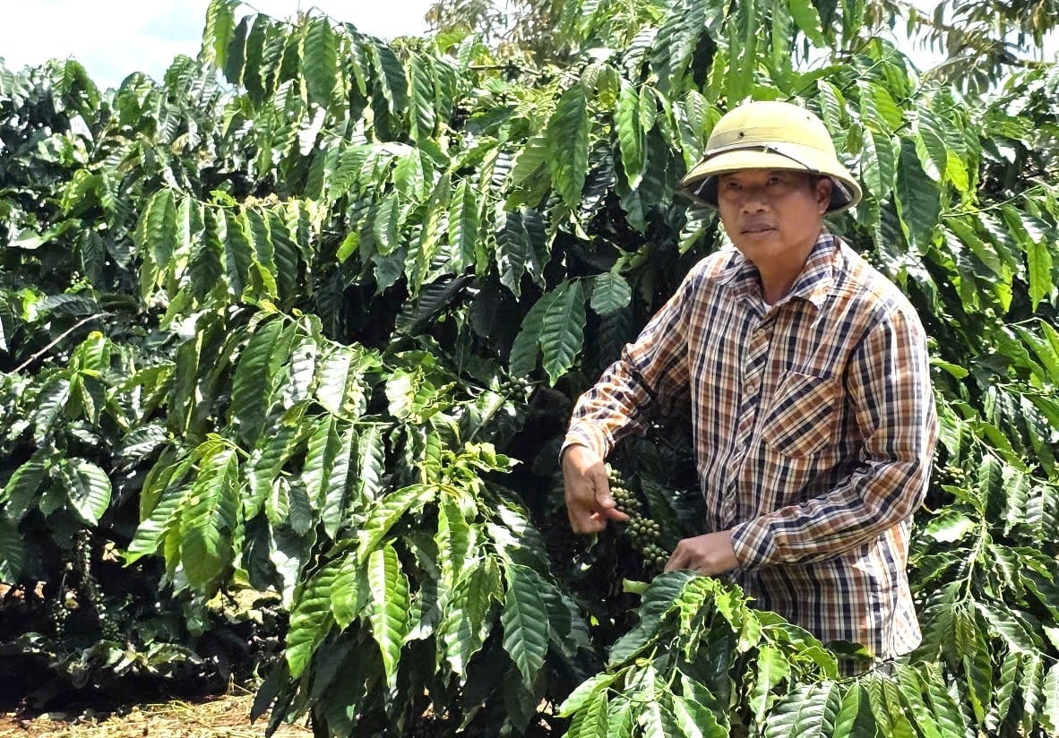 Sản phẩm cà phê Ia Phí đạt chứng nhận VietGAP