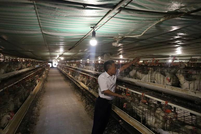 Từ trang trại VietGAP đến sản phẩm trứng gà OCOP 3 sao