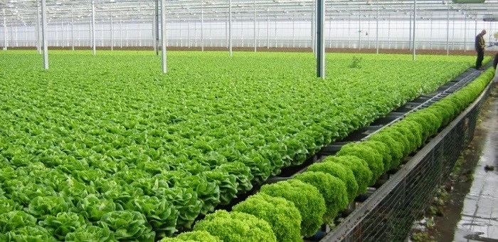 Ứng dụng công nghệ cao Đòn bẩy bứt phá cho ngành trồng trọt 2